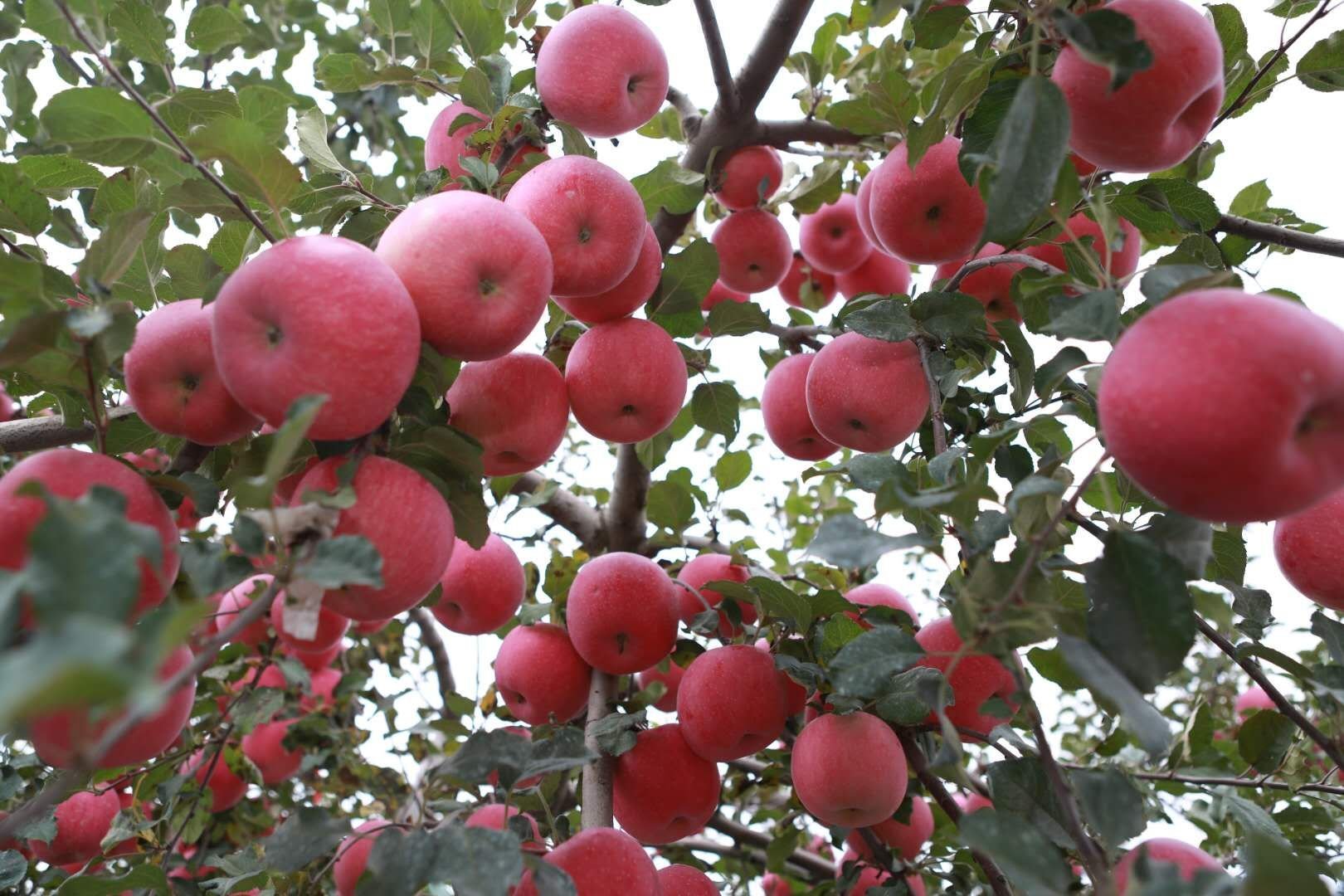 种植苹果树,掌握拉枝技巧,缓解生长态势,提高结果量
