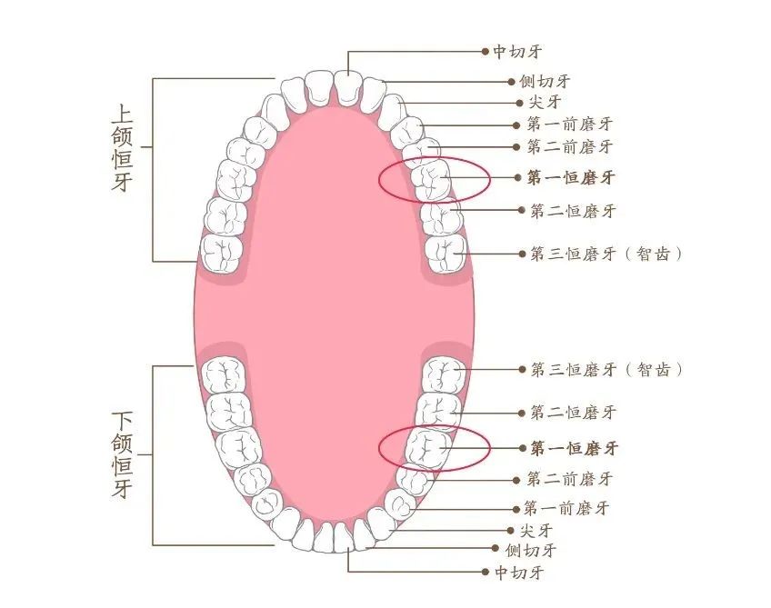 恒牙位置图图片