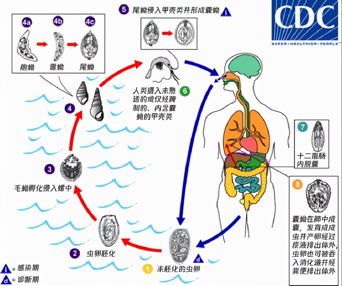 因為生吃蛇膽,28歲男子腦子被寄生蟲感染!這6類食物不要生吃