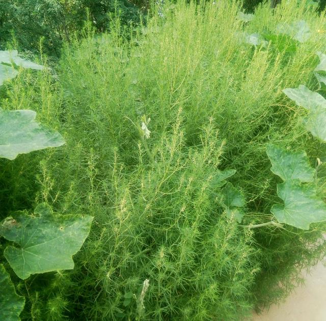 探讨人们药食可用的野生植物~铁蒿!