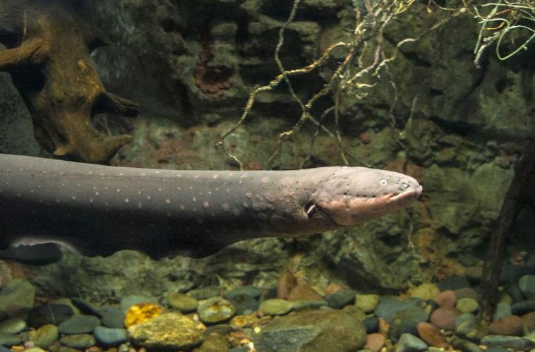 电鳗作为会放电的生物可以做电池或发电机吗?可以代替发电机吗?