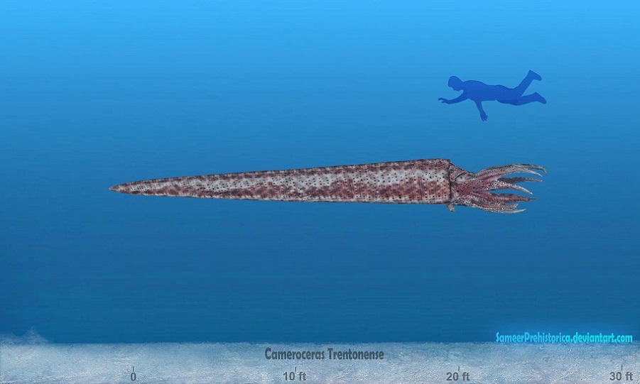 4.4亿年前,奥陶纪生物大辐射,巨壳支配下的海洋