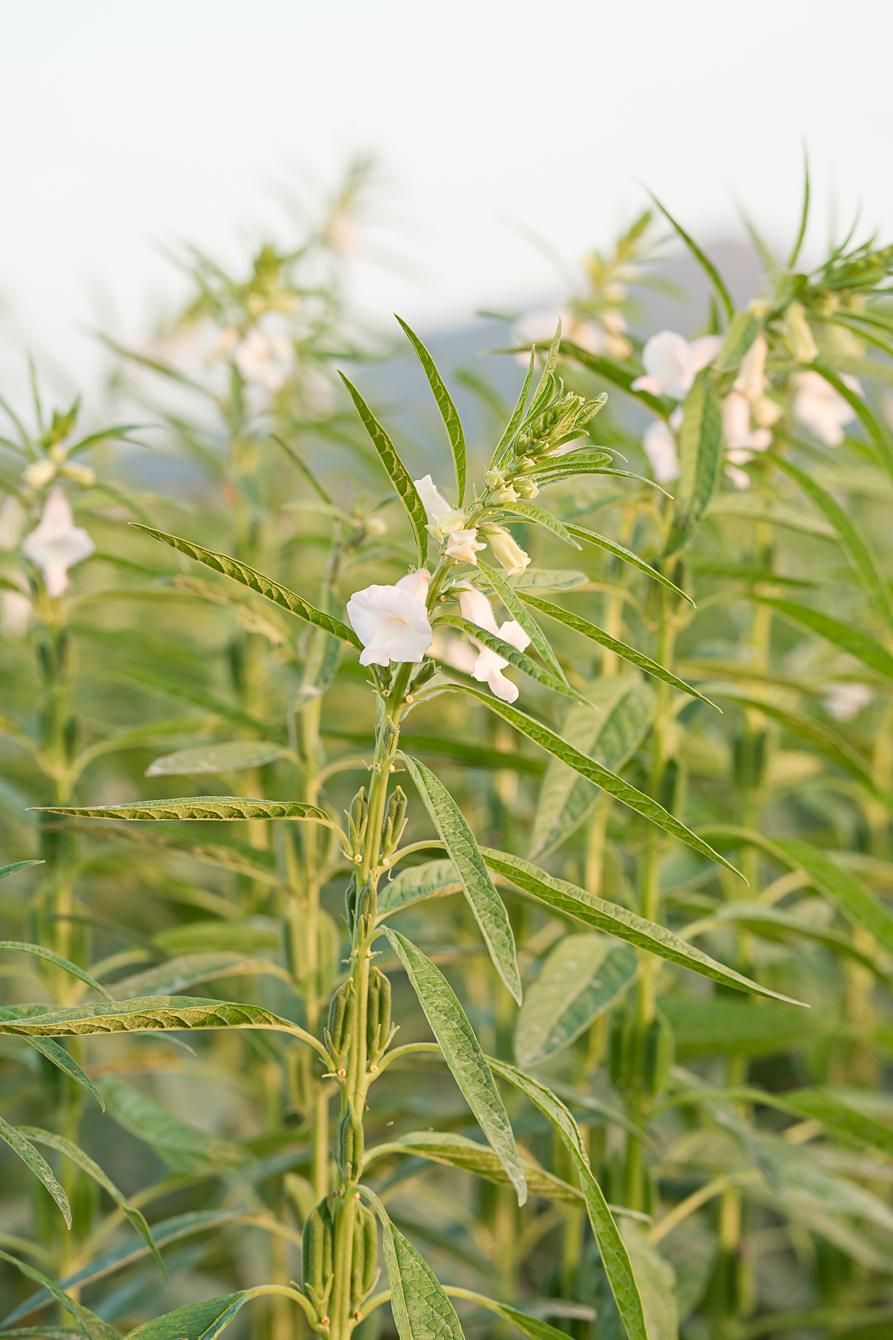 胡麻油是什么植物榨的油?胡麻,亚麻和芝麻有哪些区别?