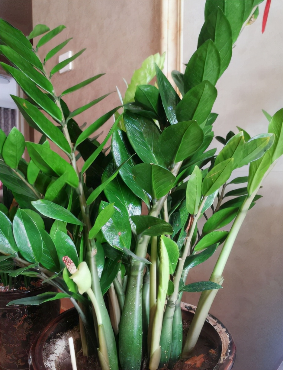 7种"富贵花",轻易不开花,开花"好兆头",你养开花过吗