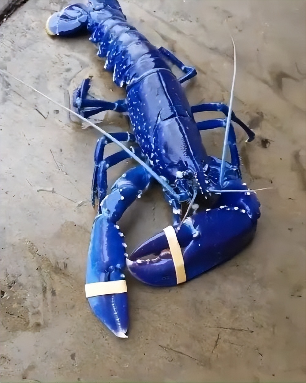 法国人捕获到蓝龙虾为什么要给尾巴上做记号,还把它们再放回大海