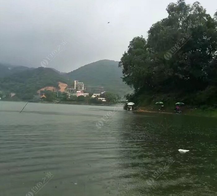 钓瘾发作,沙田水库钓大罗非,真的带劲啊,好地方