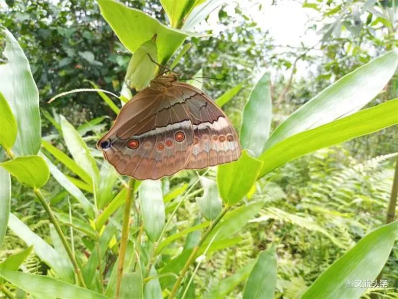 金平马鞍底即将迎来蝴蝶大爆发!糟糕,是心动的感觉!