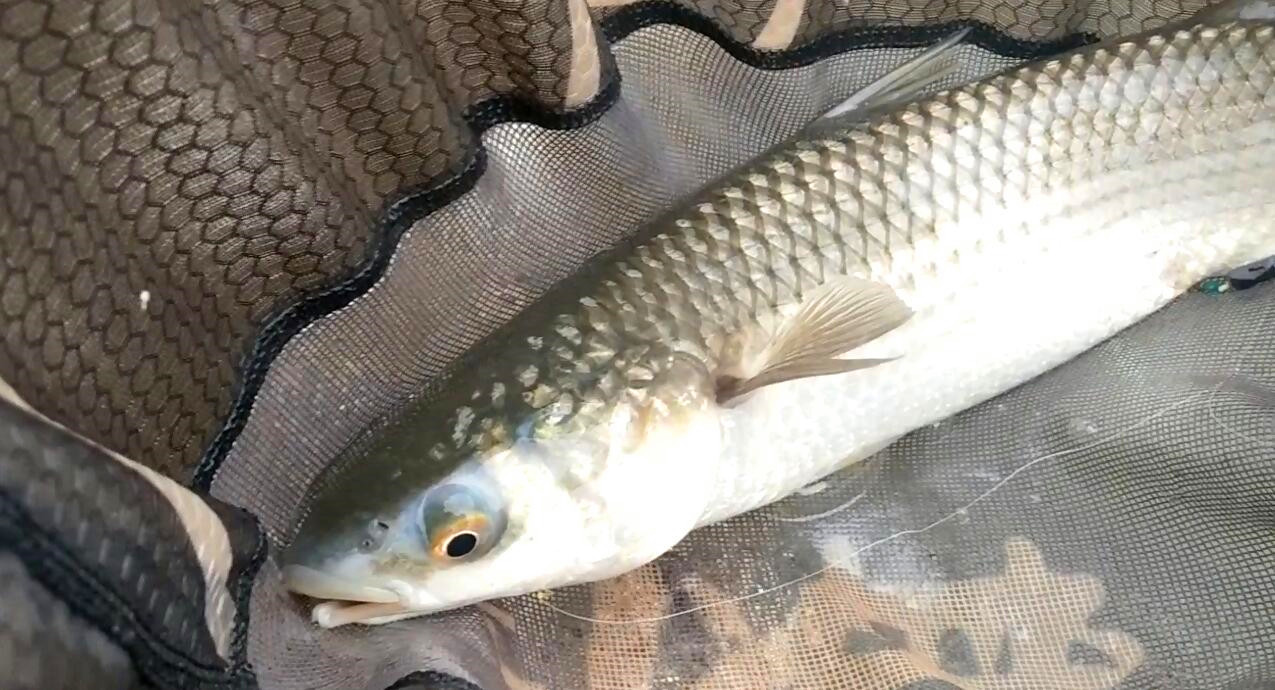 淡水梭鱼怎么来的?又该如何垂钓?这些细节千万要注意