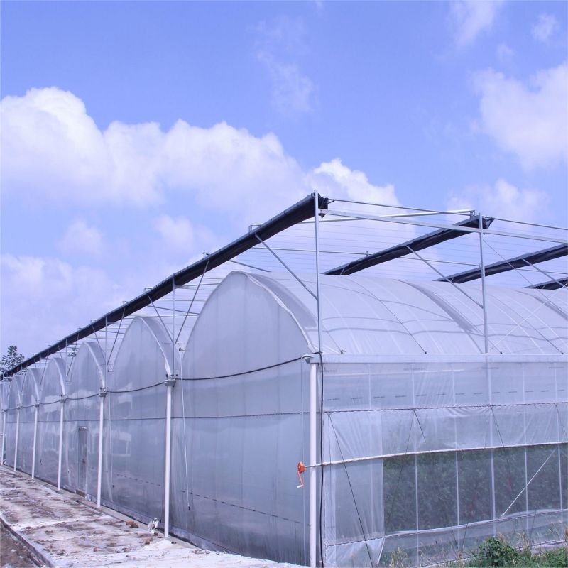 避雨大棚连体温室大棚定制