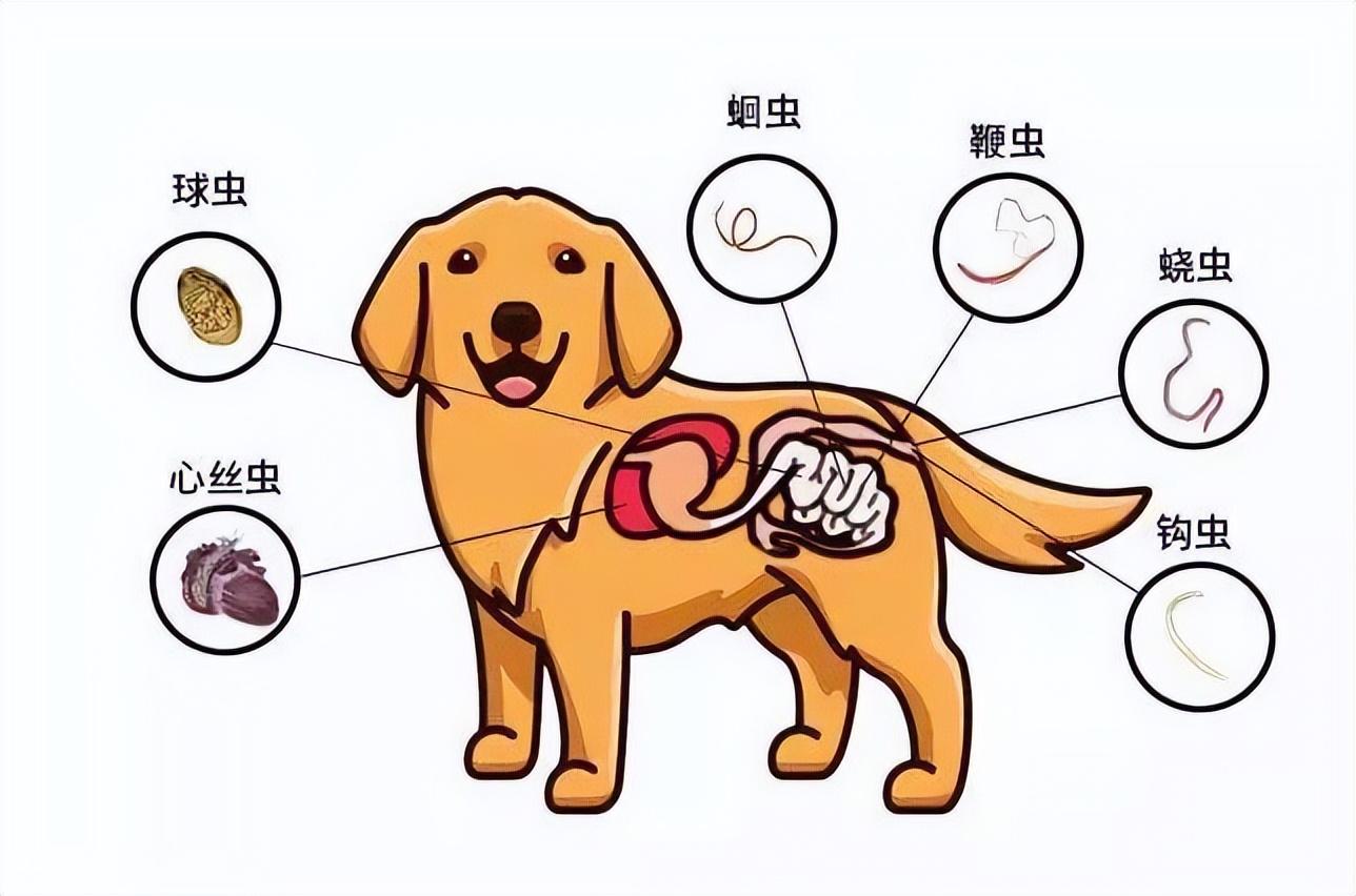 狗狗有这些症状,说明身上全是寄生虫,再不驱虫后果很严重