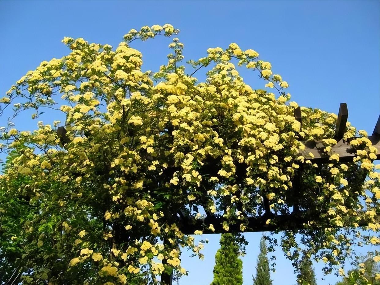院子再小,也要养棵它,2年长一片,开花特别美,左邻右舍都说香