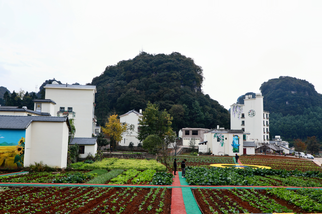 罗平县板桥镇:农旅融合促发展 "四种模式"助增收