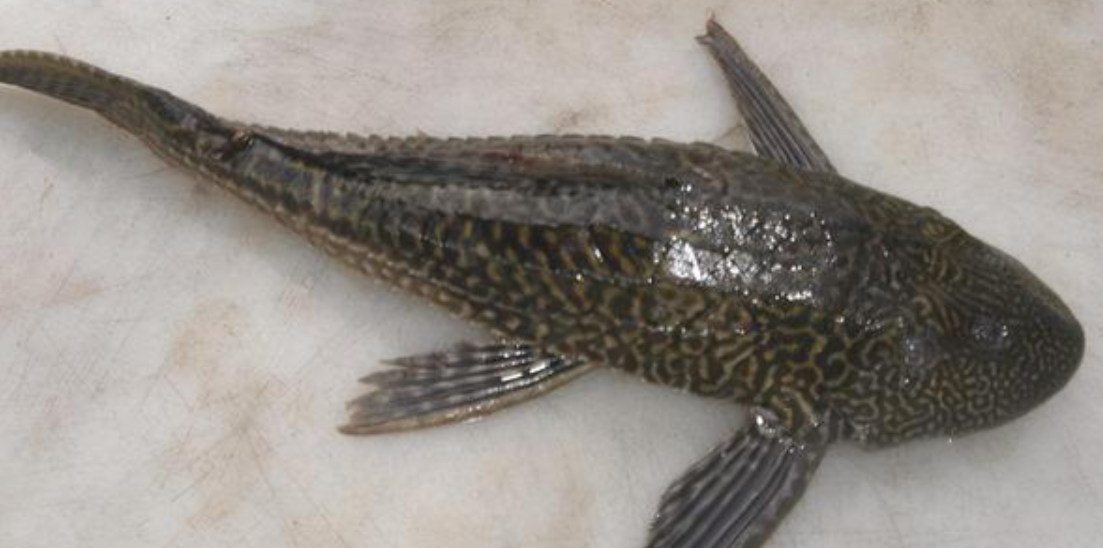 鱼缸里的最佳底层鱼是哪一种?