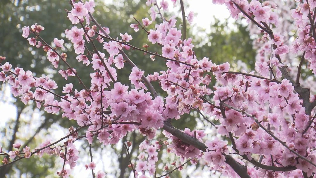 莘庄公园"晚梅"正盛,樱花"姊妹花"也来"凑热闹,约吗?