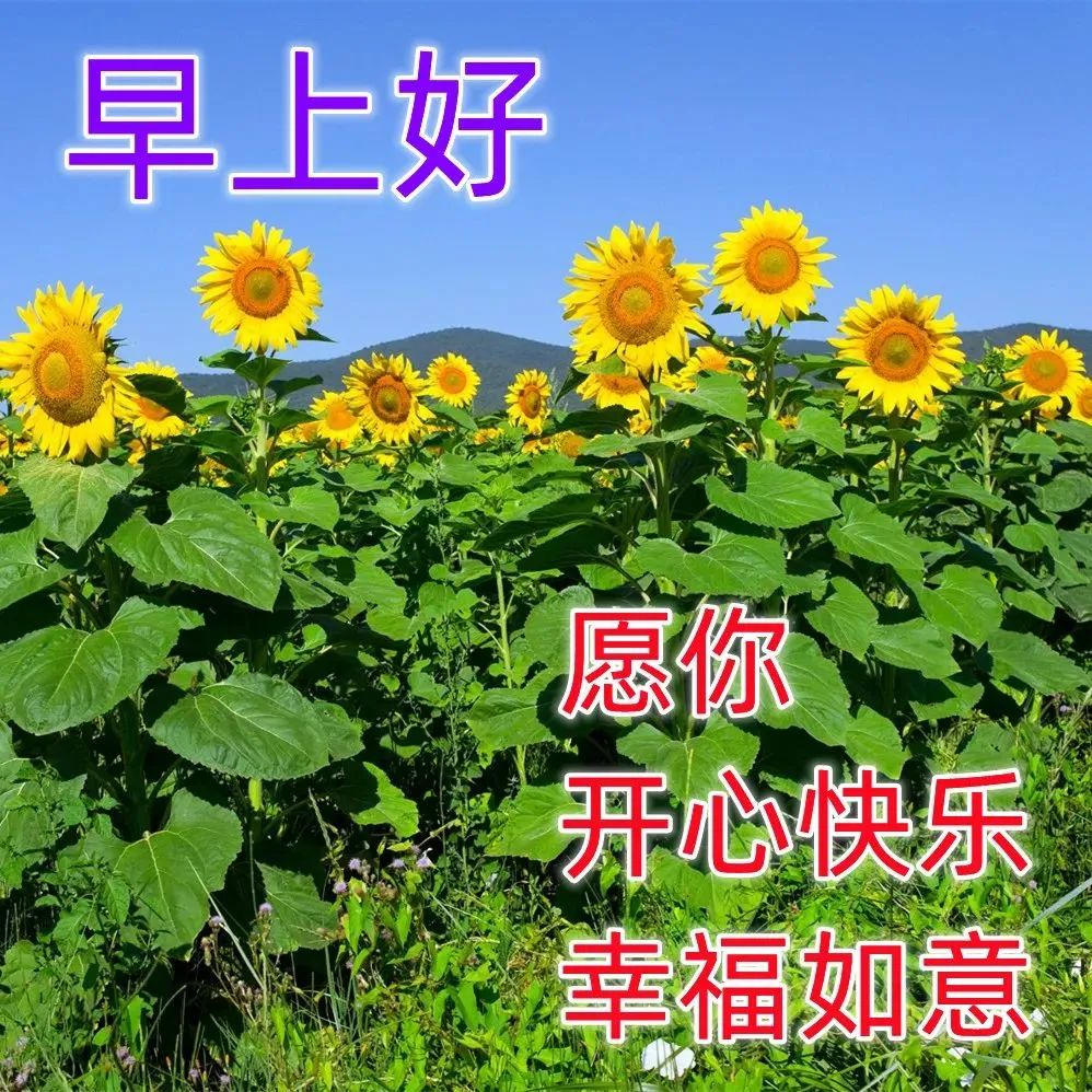 漂亮好看的早安动态图片大全带字 温馨的早上好祝福语大全简短