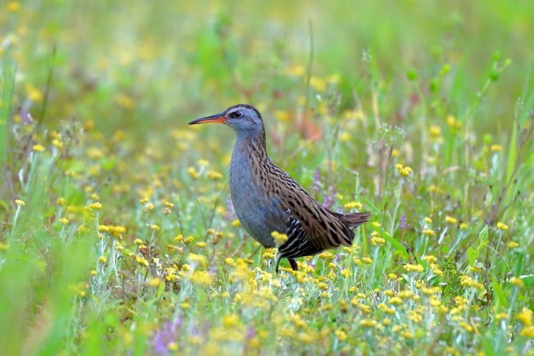 巴金笔下《鸟的天堂》在云和找到了!