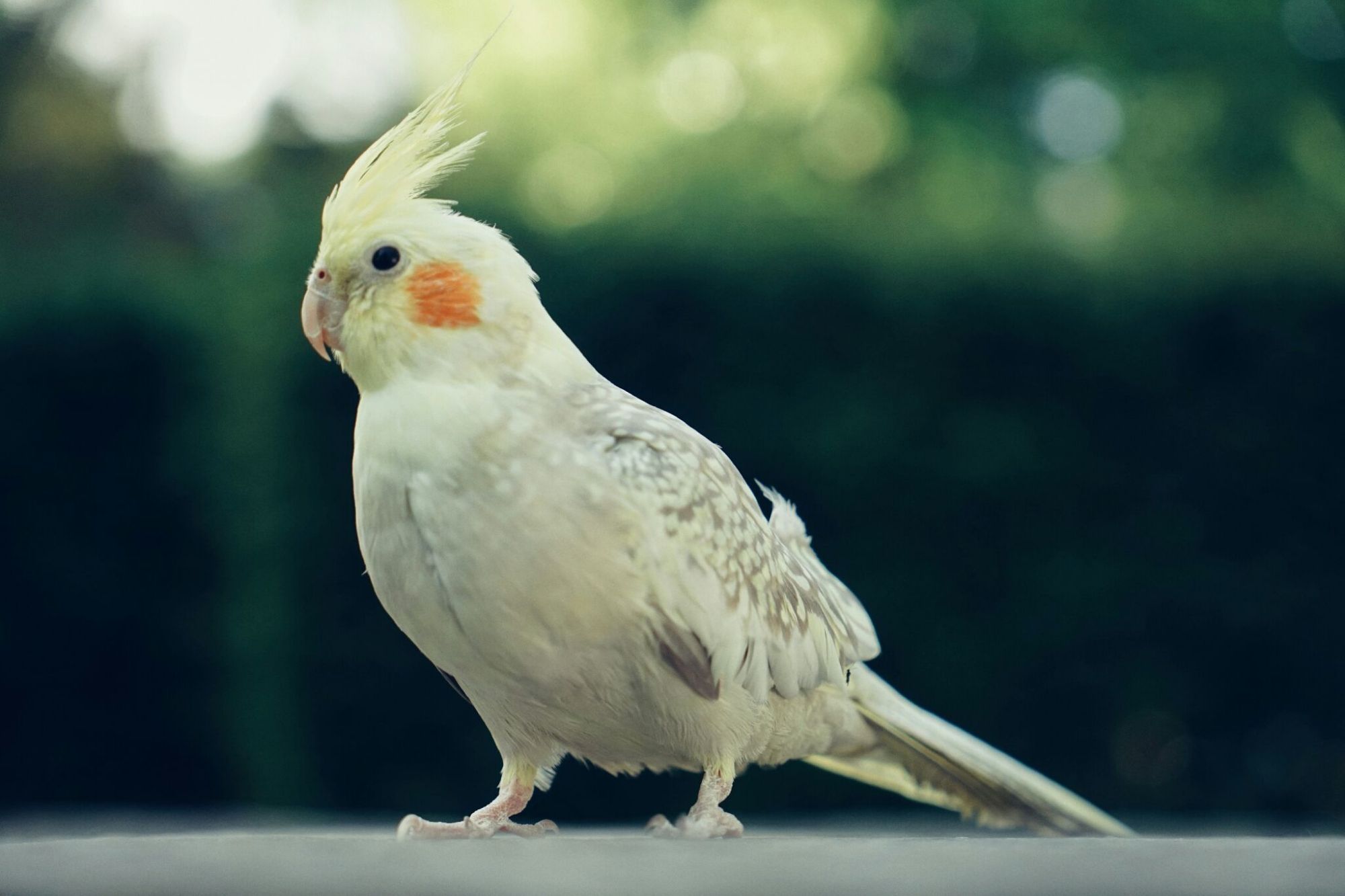 适合家养的十种鸟类(1)