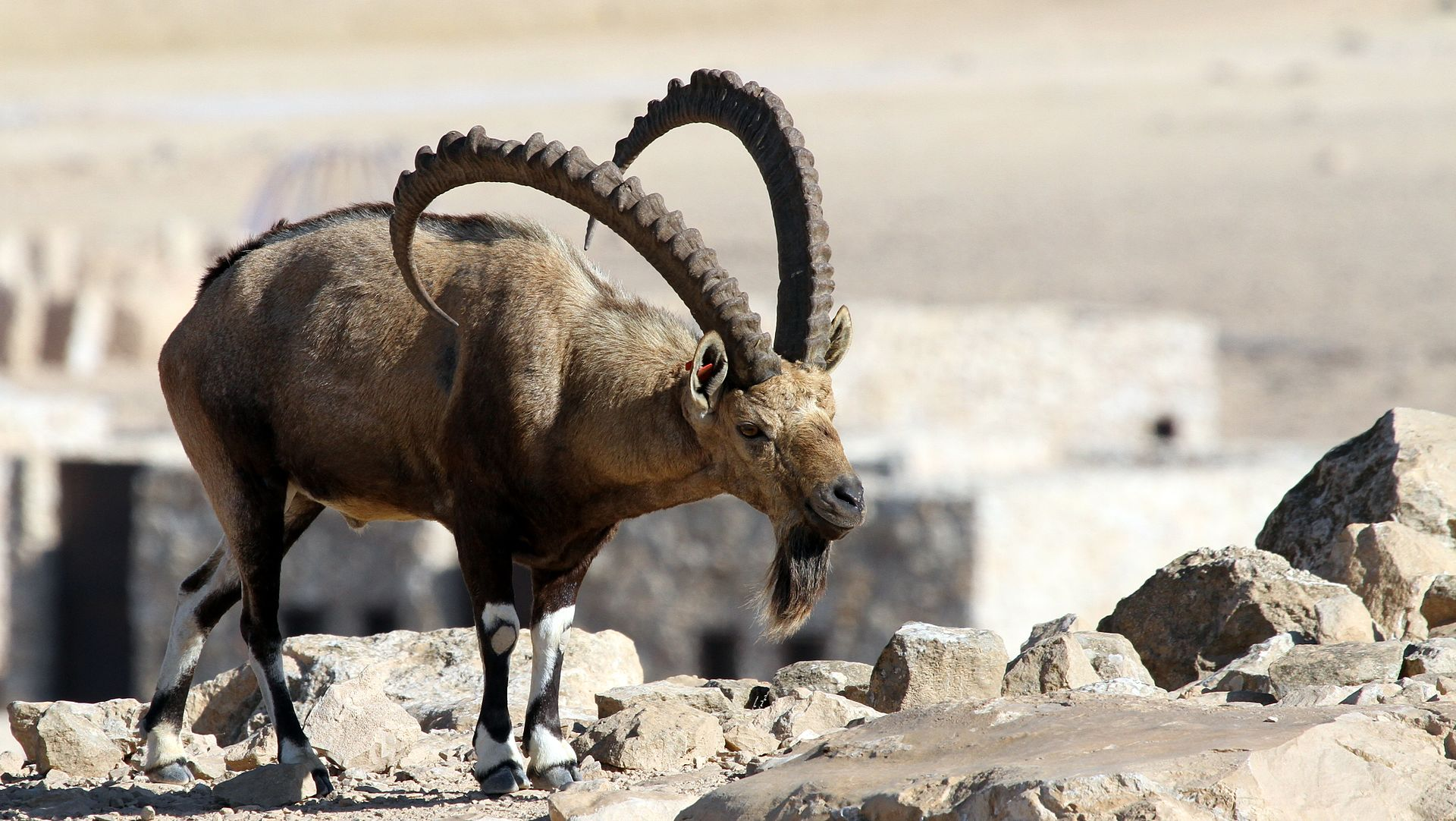 努比亚羱羊,世界最小的山羊——乖乖遵守着伯格曼法则
