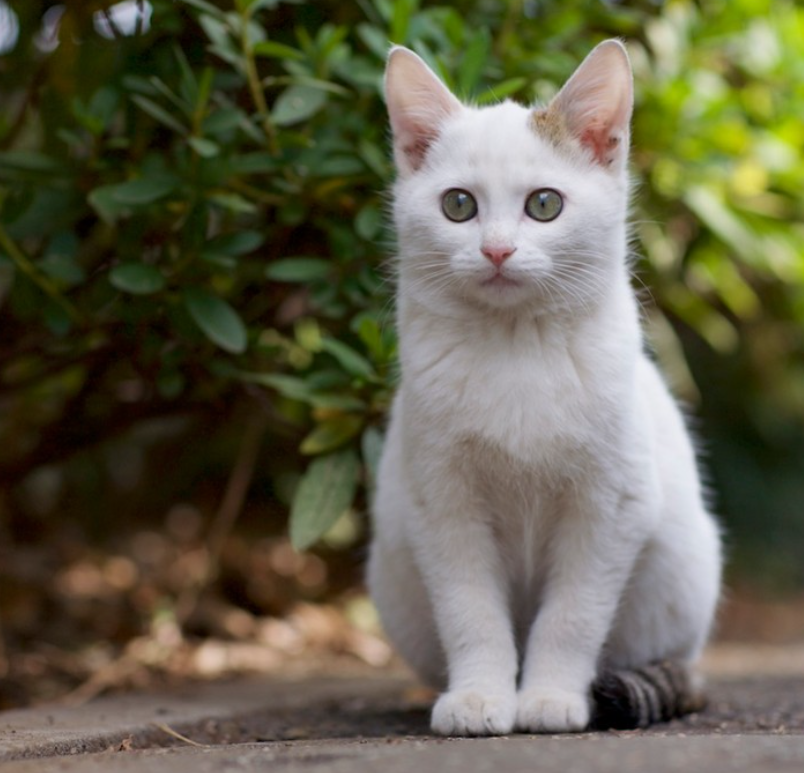 一组温暖可爱的图片 流浪猫也可以治愈人心