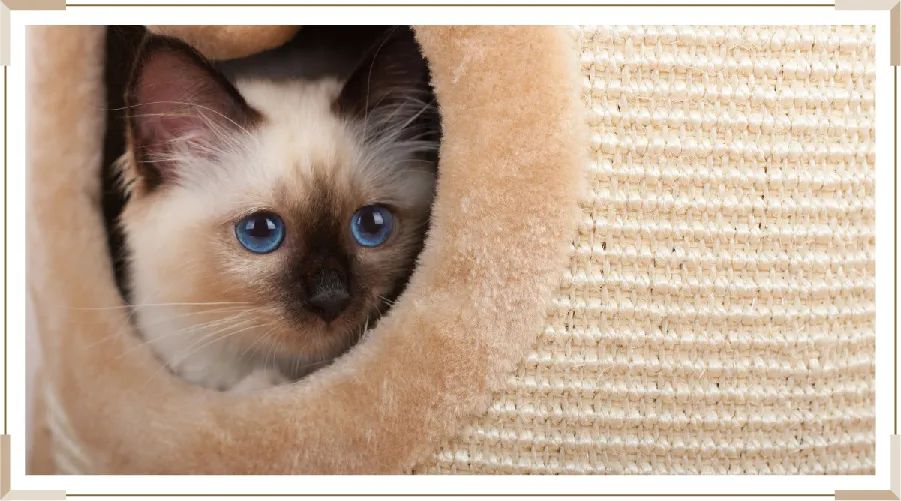 "挖煤工"伯曼猫的身体护理