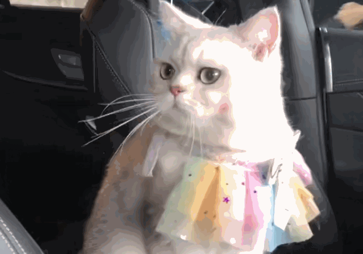 车模猫咪,出场费1万5,铲屎官:它今后会尝试其它业务