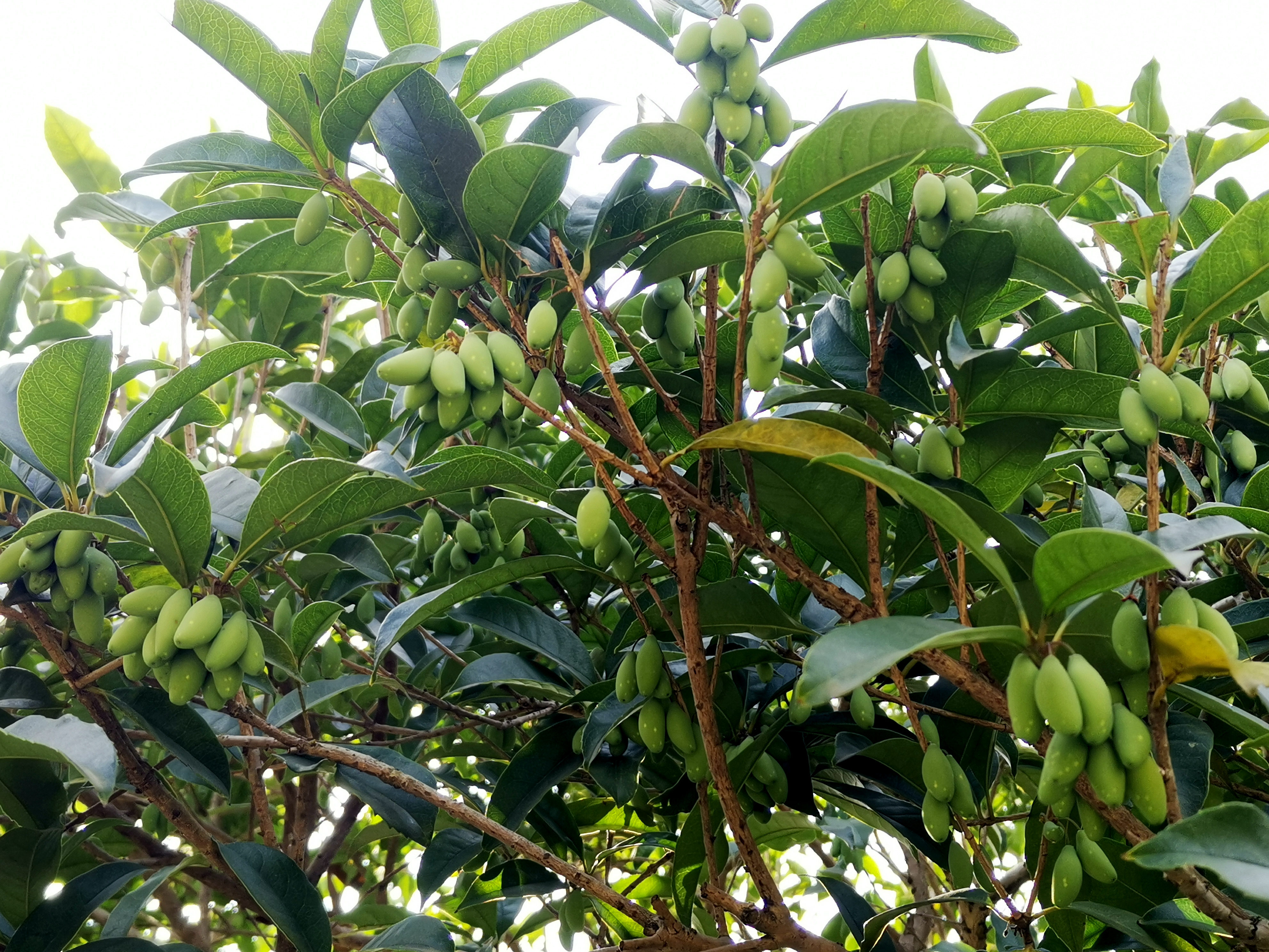 冷飕飕的冬天,上海莘庄公园的桂花树竟"喜得桂子"