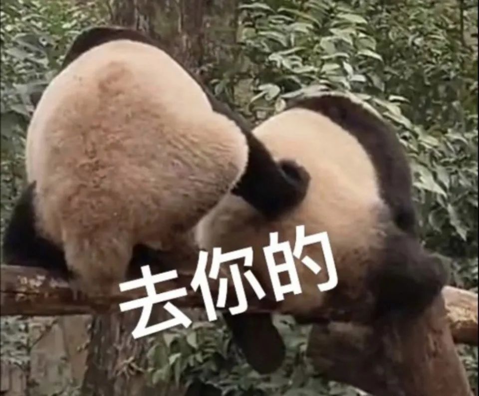 熊猫表情包 电脑壁纸图片