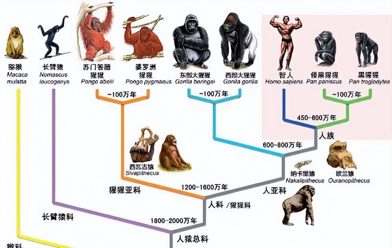 人类祖先进化过程图图片