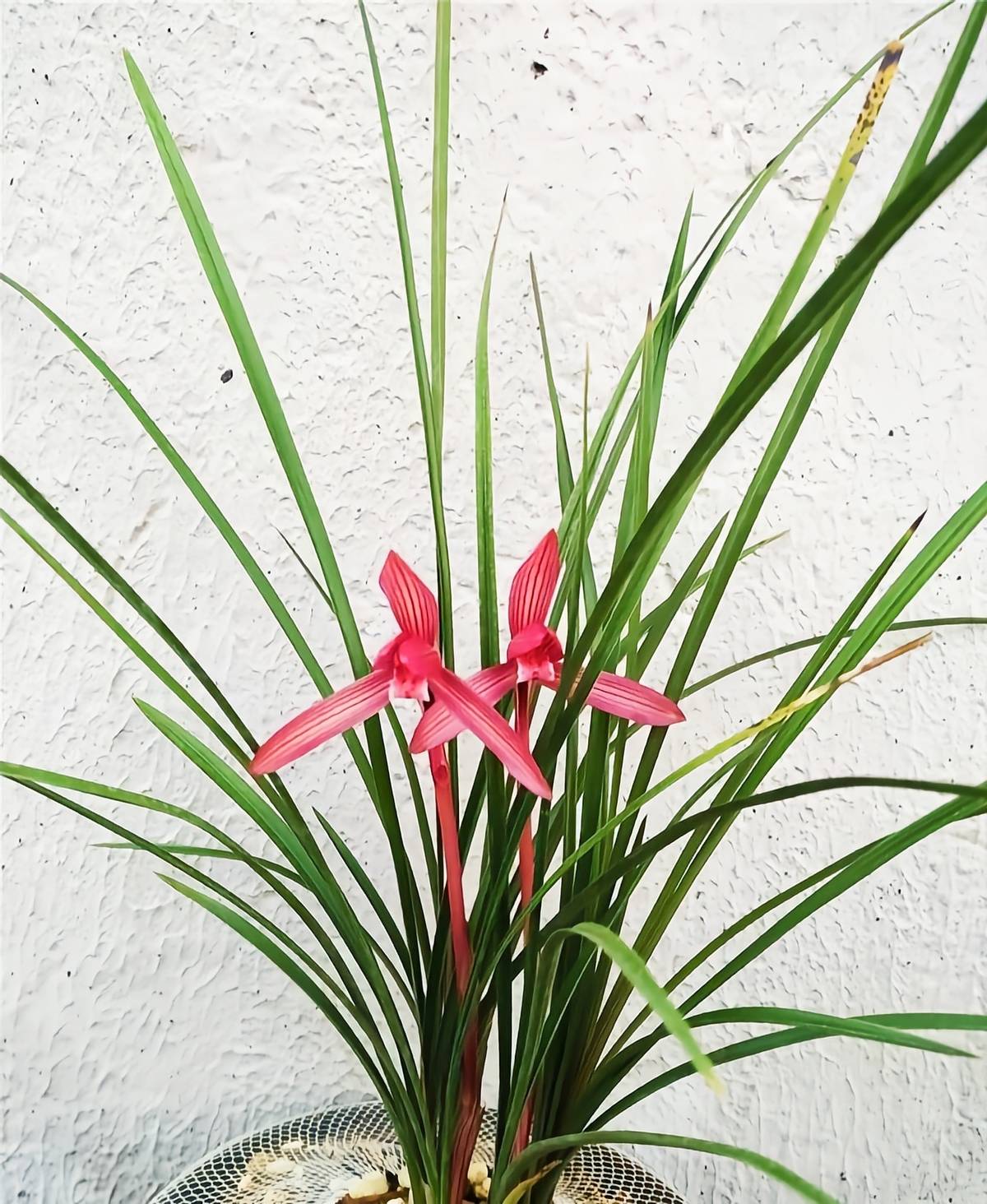 兰花界的"汗血宝马",姿态优雅,养护简单,适合新手首选