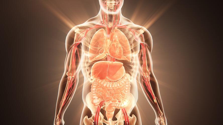 人身图解心肝肺的位置图片