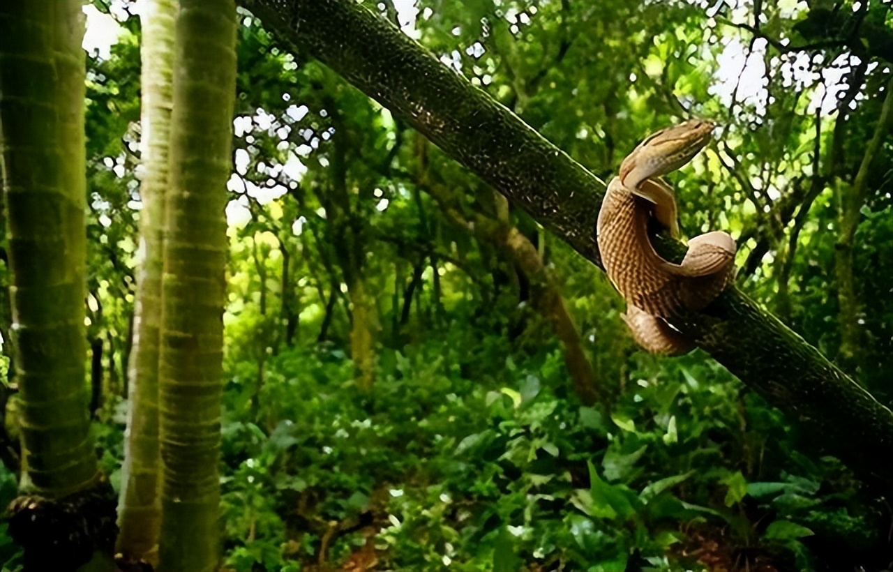 巴西蛇岛每平方米5条蛇,岛上毒蛇比陆地近亲毒5倍,成为人类禁地