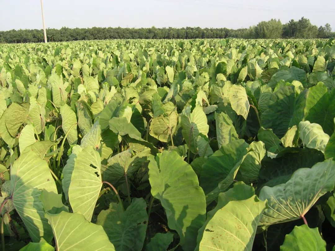 当前芋艿生产管理技术意见