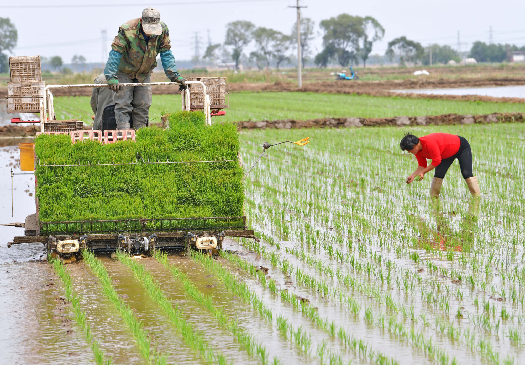 掌握水稻栽培技术中的这几点,保障水稻优质高产