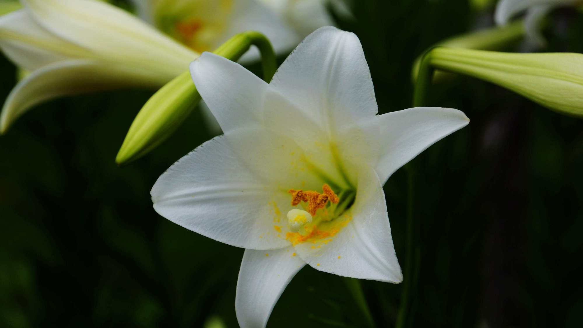趣味测试:选出你最喜欢的一朵百合花?测你将来哪方面最让人嫉妒