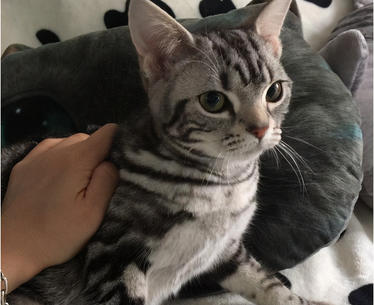 美短黑下巴怎么回事,美短黑下巴怎么办?