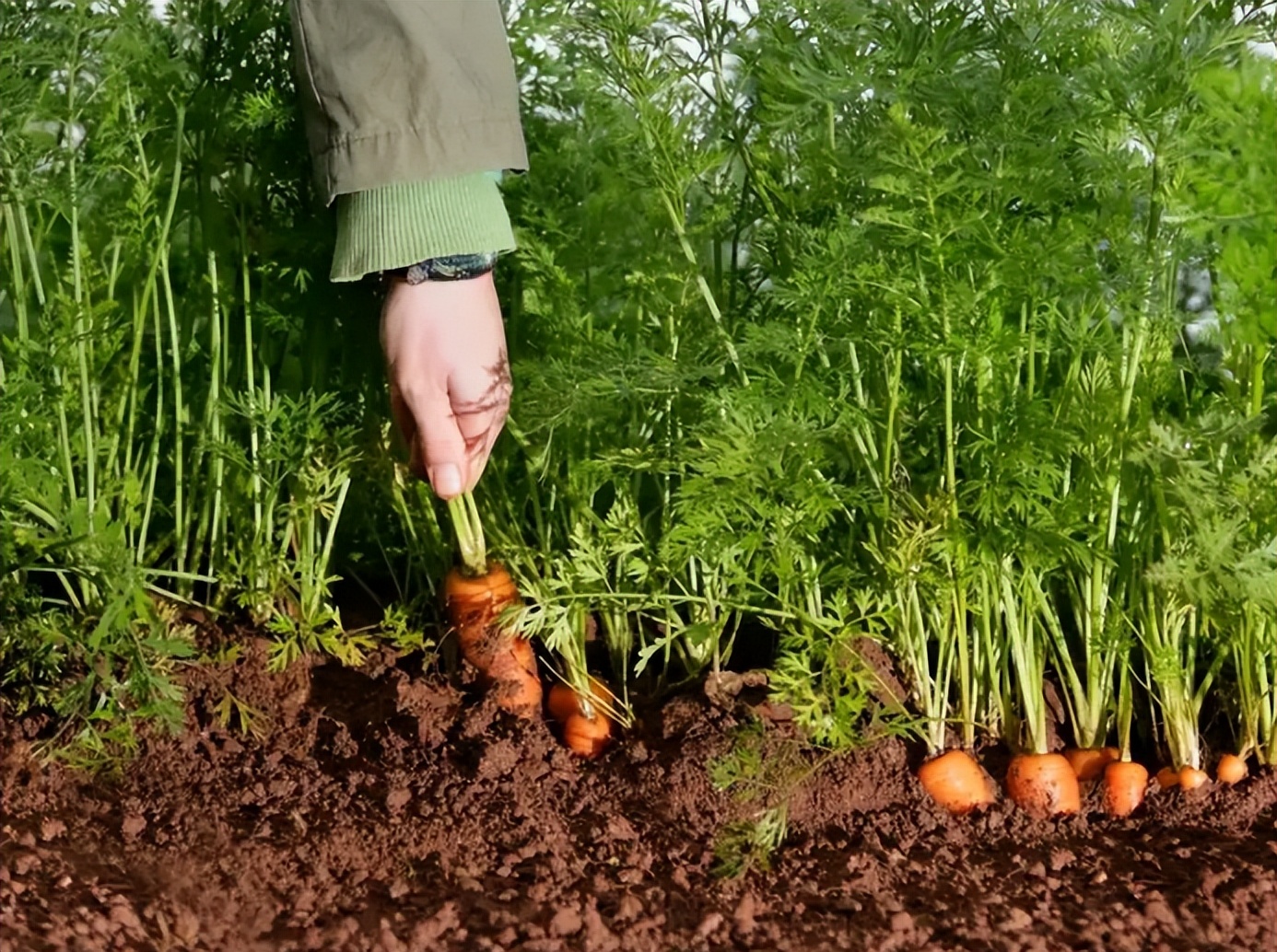 胡萝卜种植过程图片