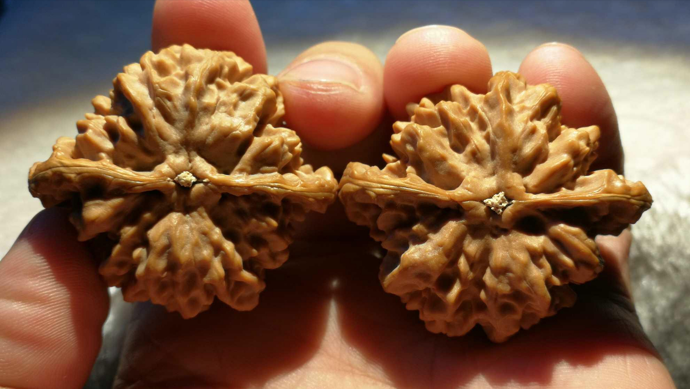 老款京八对核桃高桩,肚子饱满,整体尺寸较大,上手体验不错,蜡质皮走色