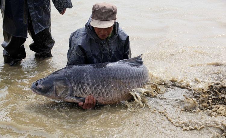 青鱼被称为"索命鱼",能把人拉下水,是传言吗?