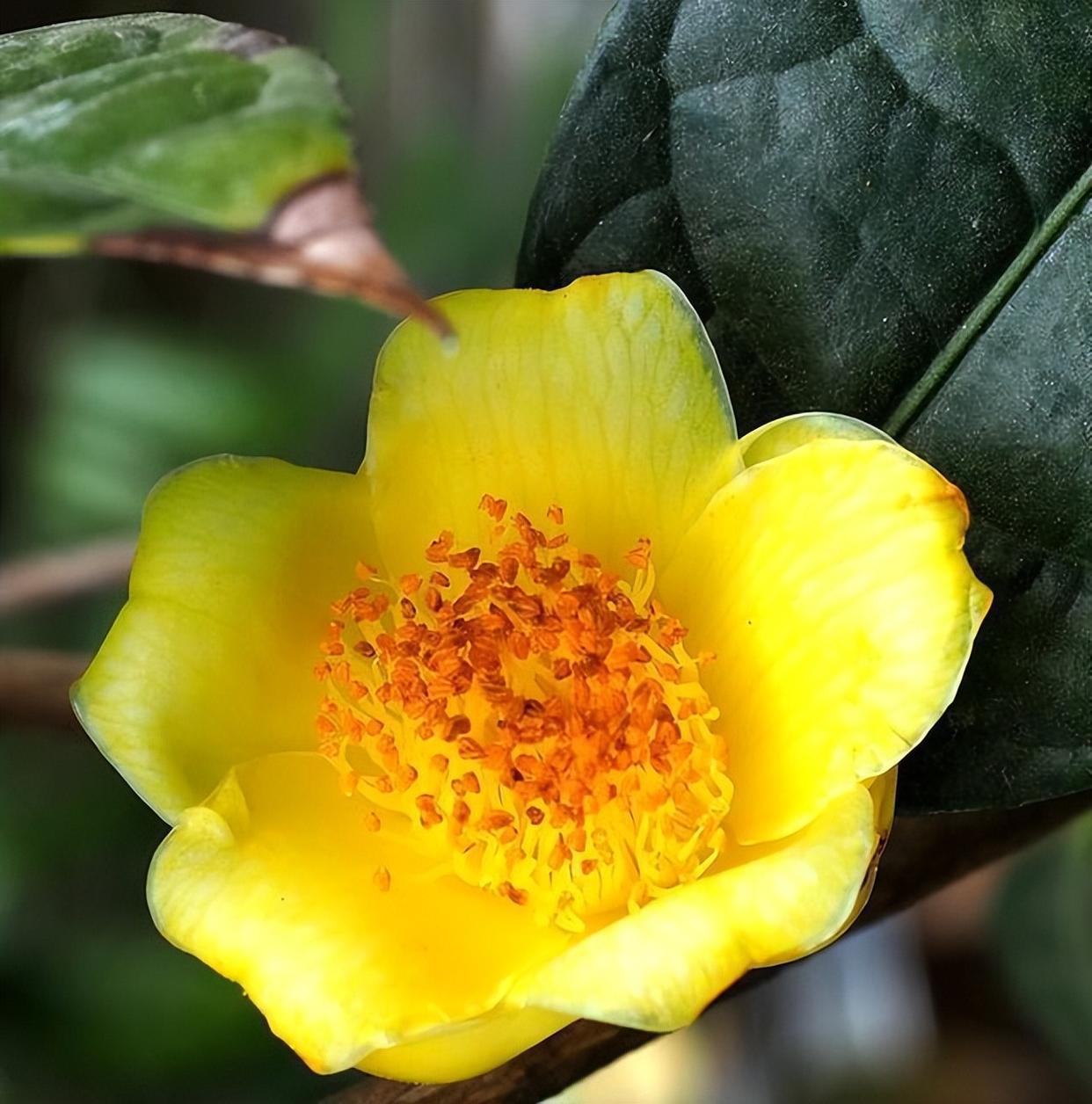 此花被誉为"植物金丝猴",金黄喜庆,营养丰富,耐赏佳品