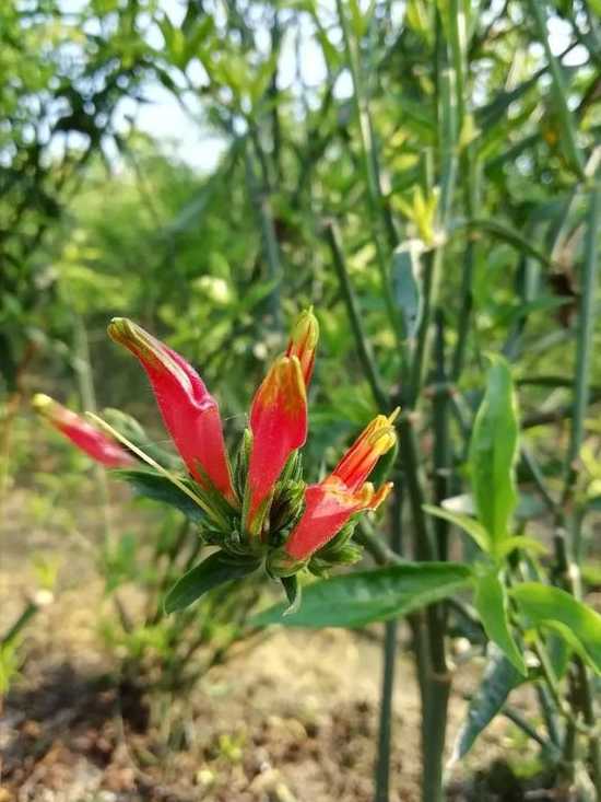 鳄嘴花功效图片