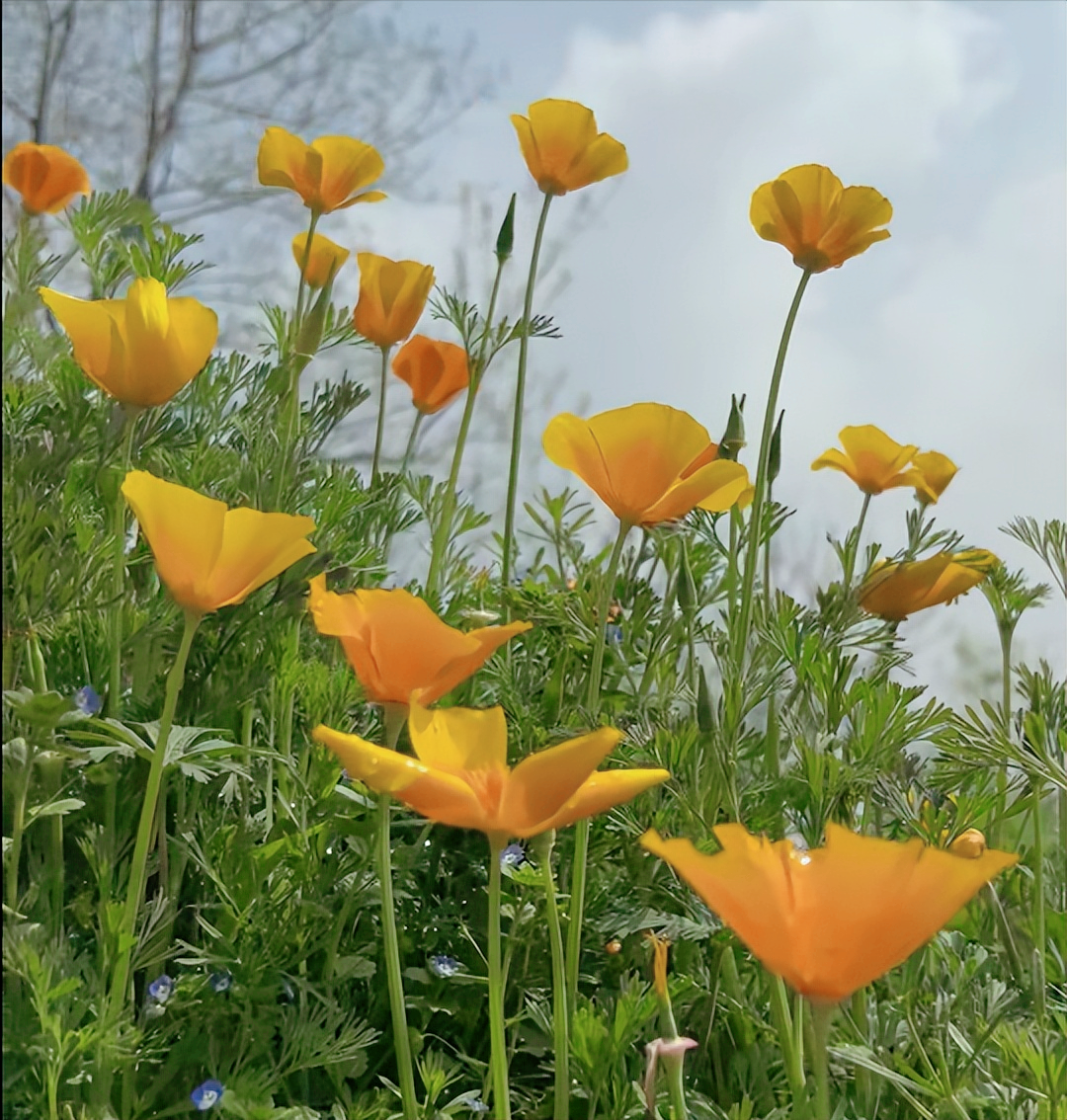 花菱草图片大全图片