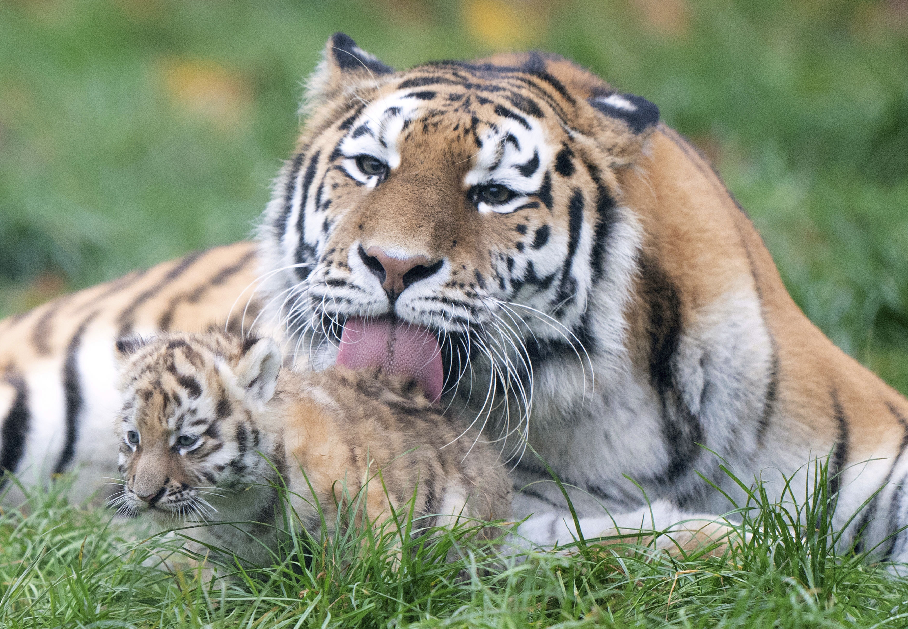 英国:老虎幼崽与妈妈