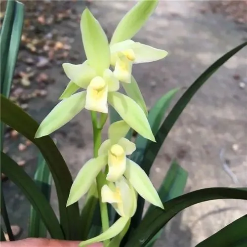 大凤素兰花越养越好看,花香四溢,放在客厅大气,很好养