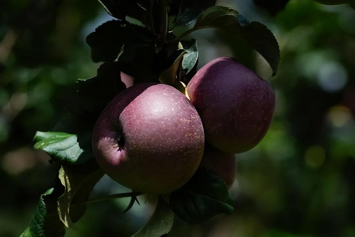 黑苹果树我国独有,耐寒抗冻好生长,果实甜蜜多汁又营养