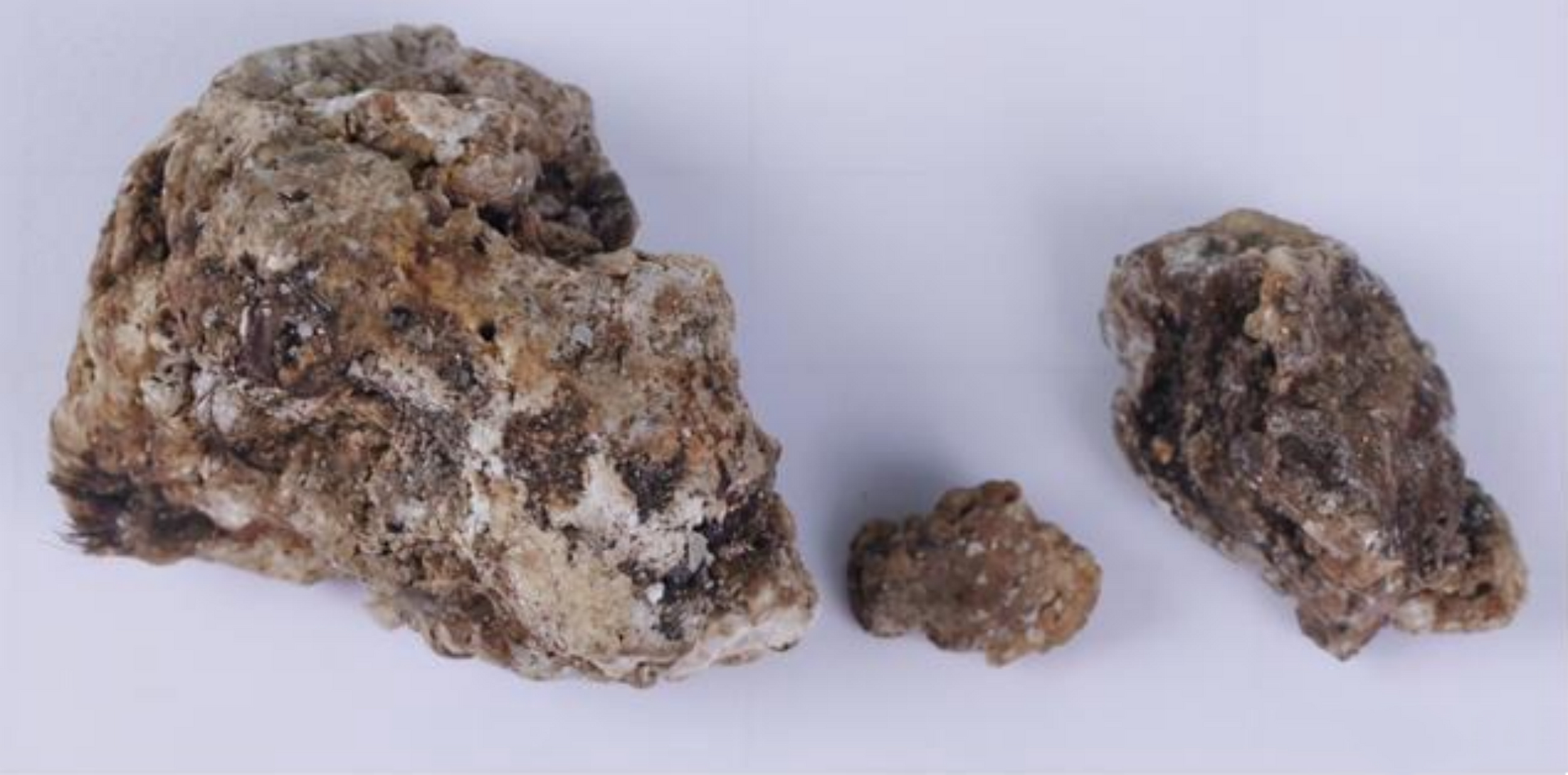 龙涎香,在西方又称灰琥珀,它的外表是阴灰色,或者黑色的,它的形态是