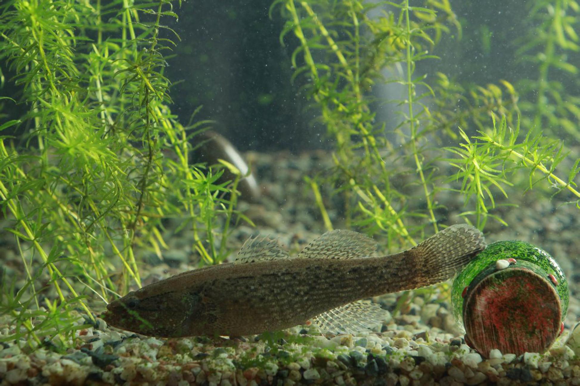 沙塘鳢吃什么东西?