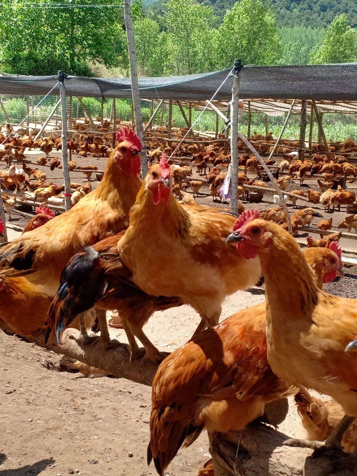 散养鸡饲养管理和防病措施