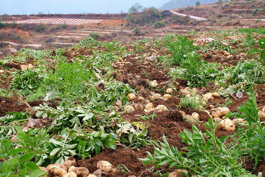 种植土豆,如何施肥,会更有利于产量和质量的提升