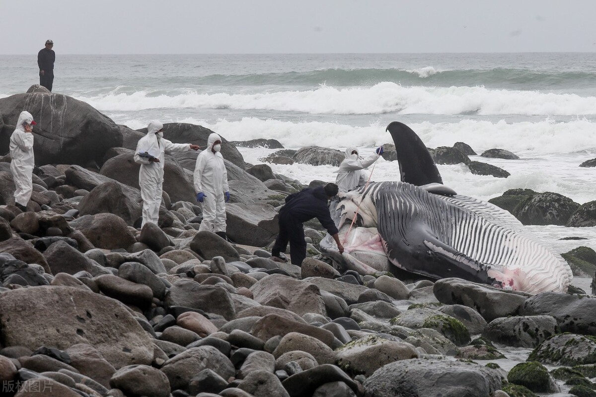 臭不可闻!蓝鲸"鲸爆"事件的怪诞传奇,最有味道的"爆炸"!