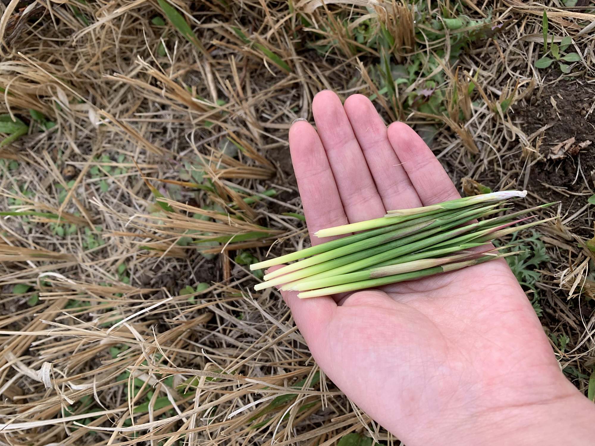 鲜嫩可口,学名"谷荻",很多人吃过,却不知道名字
